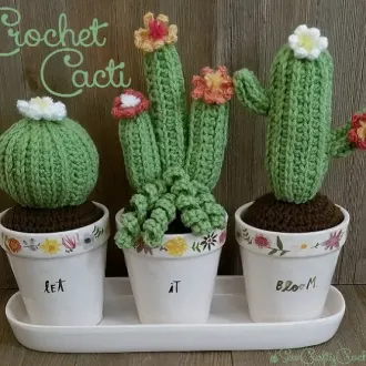 Кактусы