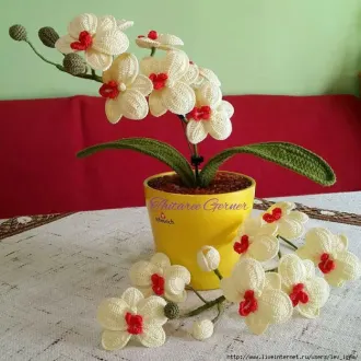 Прекрасные орхидеи